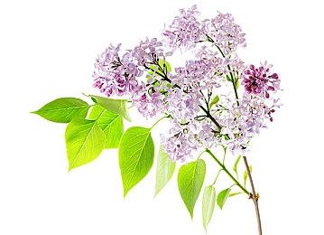 《GT赛车：极速狂飙》“逆袭人生”特辑  8月11日全国上映